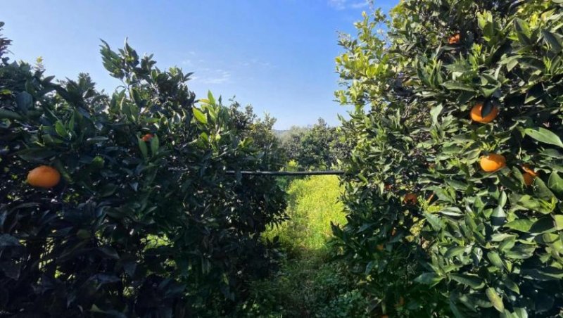 Tympaki Kreta, Tympaki Zitrusplantage 4.000 m² Grundstück kaufen